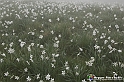 VBS_1172 - Fioritura narcisi a Castelnuovo Nigra 2023